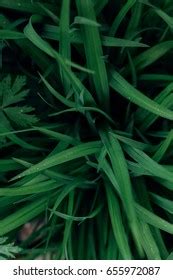 Dark Green Grass Texture Background Stock Photo 655972087 | Shutterstock