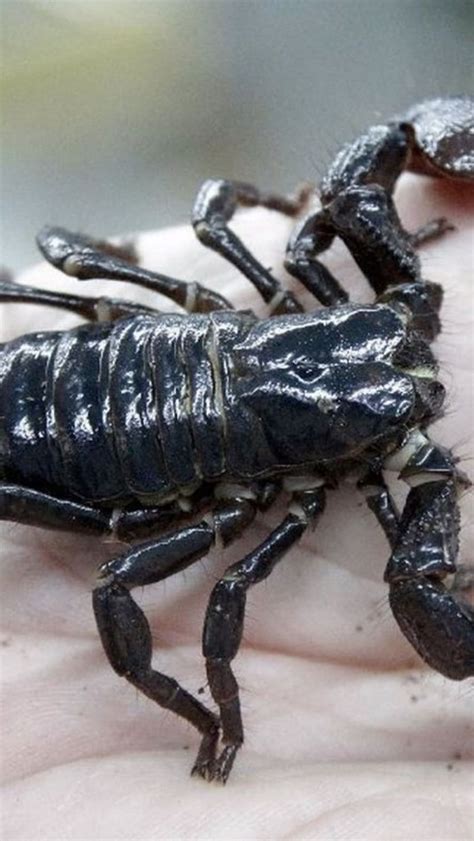 Scorpion On A Humans Hand Scorpion Danger Poison Insect Hd Phone