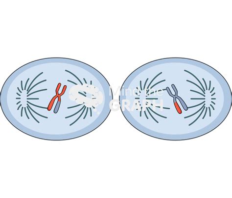 Meiosis metaphase ii