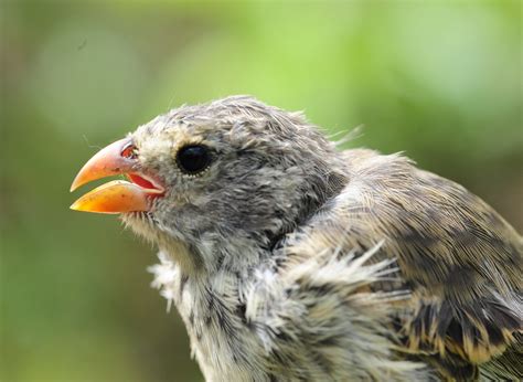 An invasive parasite is lowering Galapagos finch mating calls - Earth.com