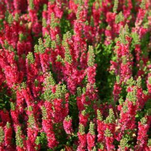 Calluna Vulgaris Aphrodite Heather