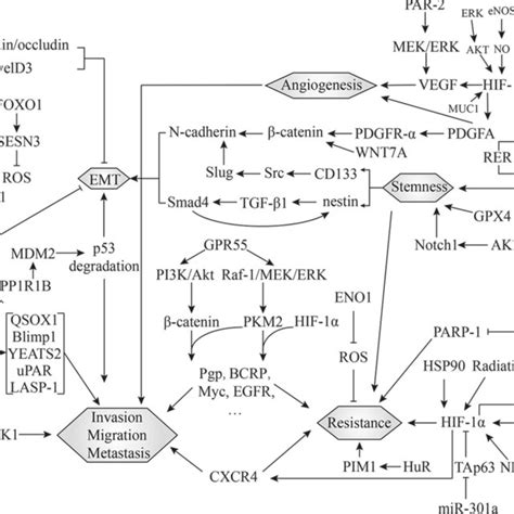 Molecular Crosstalk Among Hypoxia Induced Malignant Phenotypes In Pc