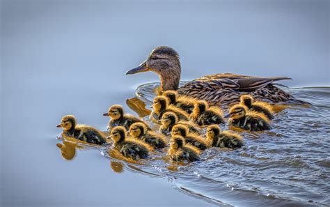 The secret lives of ducklings | WildThings