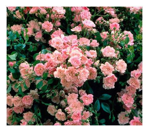 Cottage Farms 6 pc "The Fairy" Roses - Page 1 — QVC.com