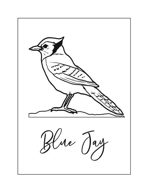 Blue Jay Coloring Pages – Printable Coloring Pages