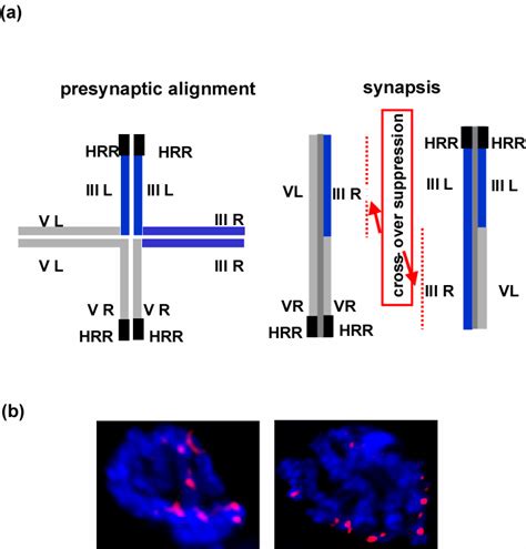 Rad Foci Persist In Heterozygous Translocation Strains A Model Of