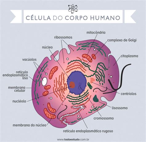 C Lulas Do Corpo Humano Estrutura Ilustrada E Quais Os Tipos Resumo