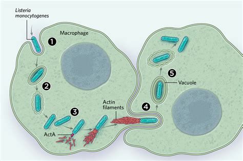 Infographic Intracellular Bacteria S Tricks For Host Manipulation TS