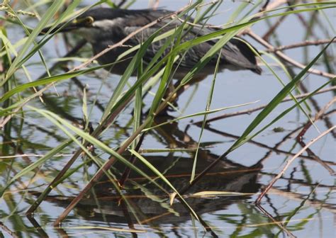 Birding in Egypt: 3/5/10 birds on the river Nile