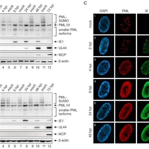 Disruption Of Pml Nbs In Hcmv Infected Hec Ltt A B Western Blot