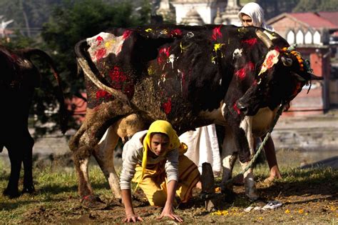 NEPAL-KATHMANDU-TIHAR-COW