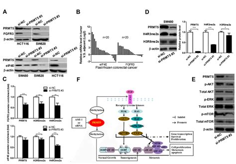 Prmt Knockdown Represses Fgfr And Eif E Expression And Decreases H R