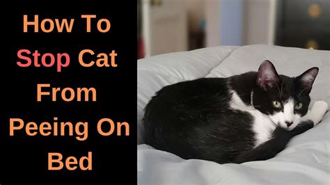 How To Stop Cat From Peeing On Bed Tips And Tricks Youtube