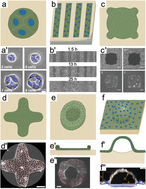 Cell Shape And Forces In Elastic And Structured Environments From Single Cells To Organoids