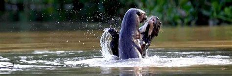 Six-Foot-Long Giant River Otters Hunt in Packs and Even Eat Caimans