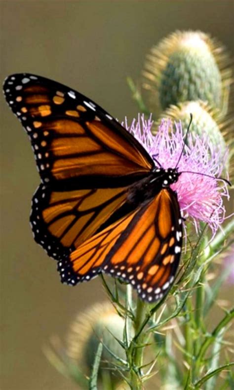 Free Butterfly Wallpaper Screensaver Preview Id - Monarch Butterfly - 768x1280 - Download HD ...