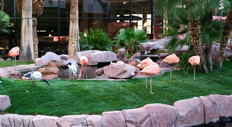 A Wildlife Habitat on the Las Vegas Strip