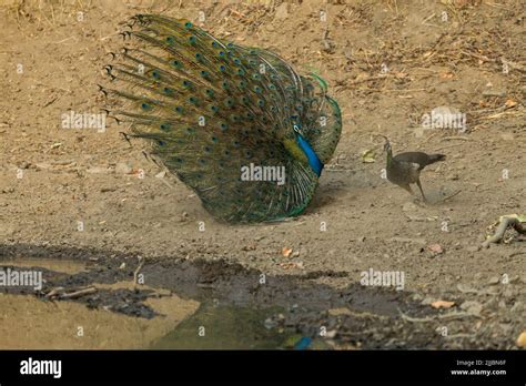 Indian Peafowl Pavo Cristatus Adult Male Chasing And Displaying To