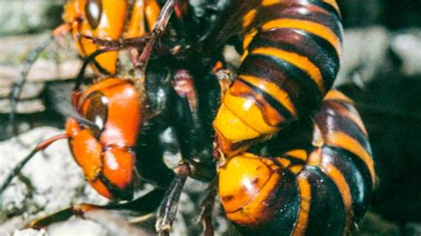 Giant Asian Hornet Queen