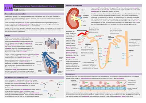 Pdf T K N F Mrs Jones A Level Biologymrsjonesbiology Weebly