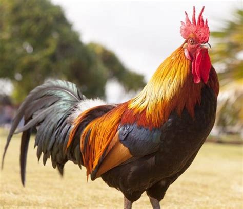 Intégrer un coq dans un poulailler nos 6 conseils