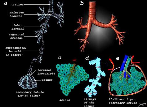 Diagrams Secondary Lobule | Lungs