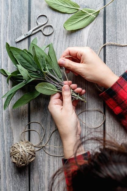 Premium Photo Sage Leaf Bundle In Hands Prepare Herbs To Dry Hemp