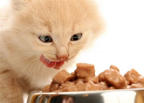 Корм для кастрированных котов