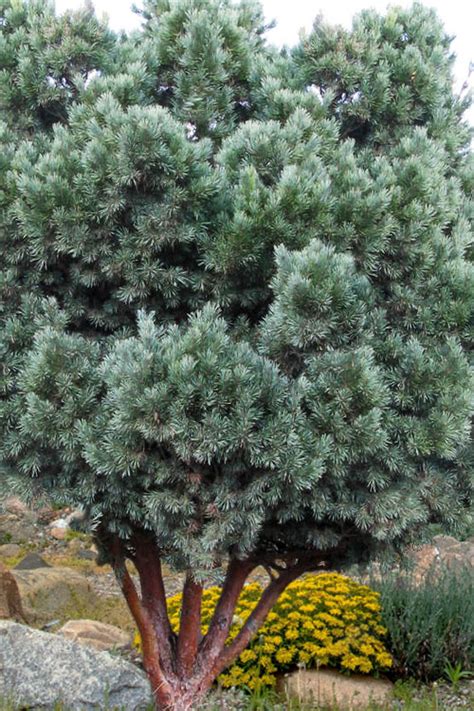 Buy Waterer Scots Pine Pinus Sylvestris Free Shipping Wilson Bros