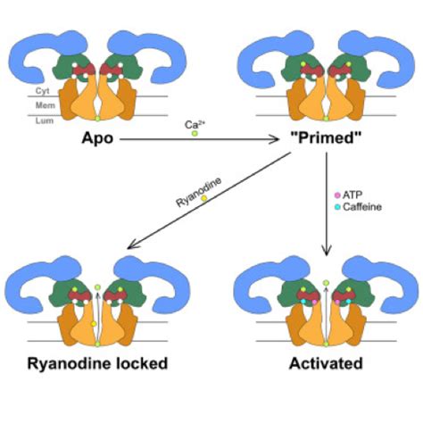 Structural Basis For Gating And Activation Of Ryr Frank Lab