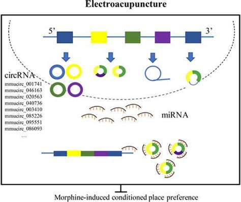 Circular RNA Expression Profiling In The Nucleus Accumbens Effects Of