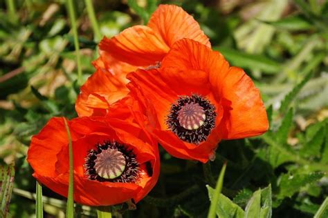 Cuidados Del Papaver Amapola O Adormidera