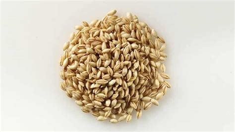 Barley (Malting) | Agrico Farm International