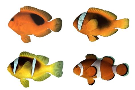 Gambar Kartun Ikan Nemo Galeri Gambar Hd