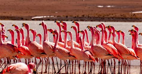 Flamingo Mating Dance: One of Nature's Most Wonderful Quirks