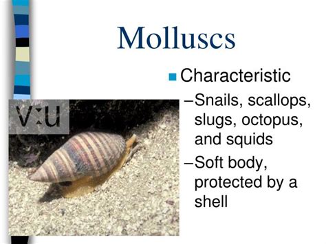 PPT - Molluscs PowerPoint Presentation, free download - ID:6723478