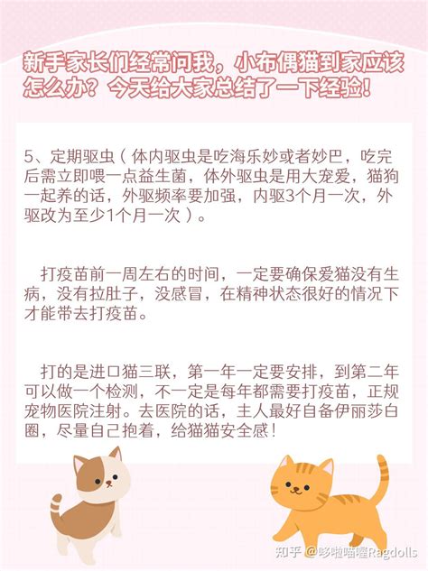 布偶猫 新手养猫的注意事项 经验之谈~ 知乎