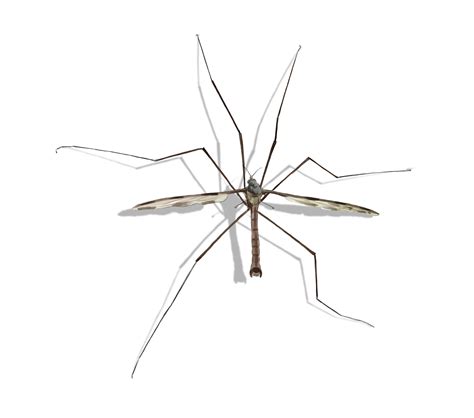 Crane Fly Identification & Info | American Pest Management - Pest
