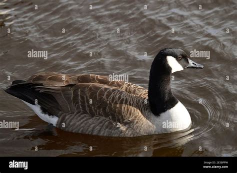 Canada goose Latin name Branta canadensis swimming on Hollingworth Lake