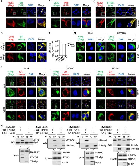 Human Cytomegalovirus Tegument Protein Ul Inhibits Sting Mediated