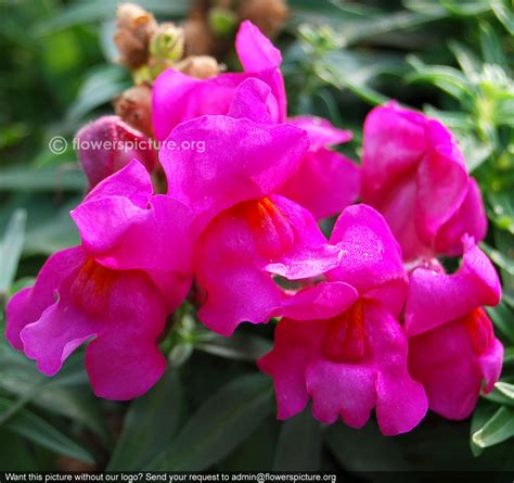 Snapdragon | Antirrhinum majus