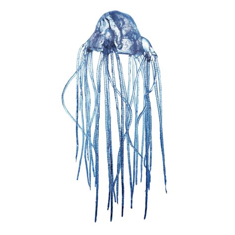 Box Jellyfish Facts For Kids | DK Find Out