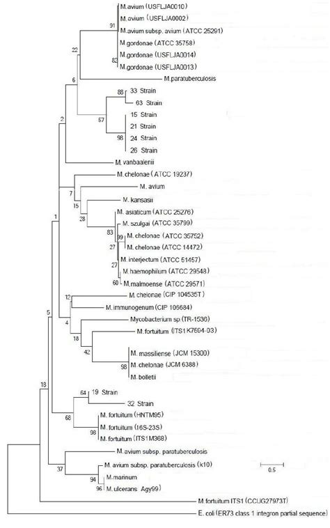 Maximum Parsimony Phylogenetic Tree Relating Sequence Based