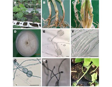 Fusarium Crown Rot