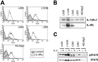 Expression Of Il R Subunits And Stat Activation Induced By Il In