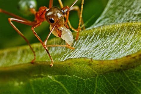 Hormiga Características Hábitat Reproducción Y Mucho Más