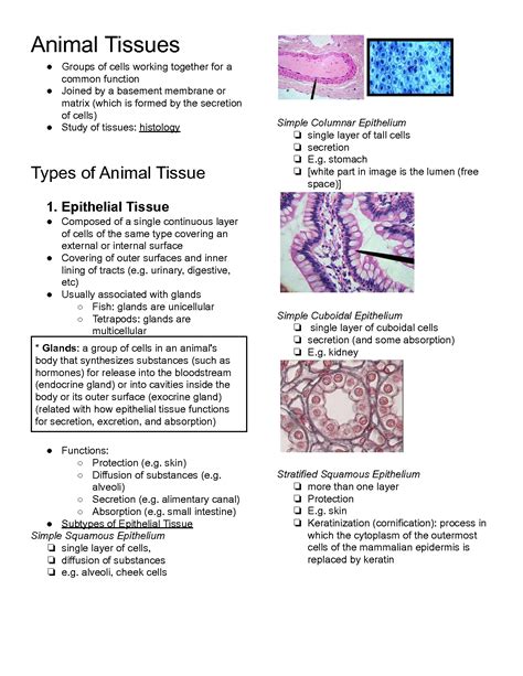 Solution General Biology 1 Notes Animal Tissues Types Forms And