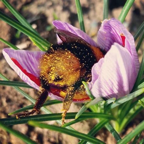 Pin En Small Fatty Fluffy Fotos De Abejas Abejas Foto