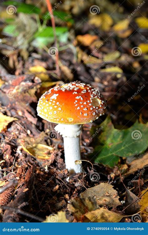 Red Toad Stools Actual Name Fly Agaric Amanita Muscaria Stock Photo