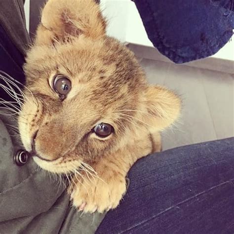 Маленький лев - 72 фото